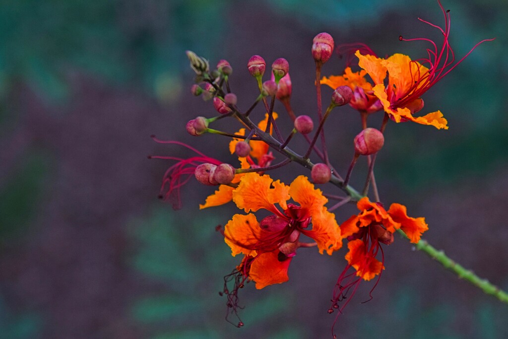 7 28 Mexican Bird of Paradises blooms by sandlily