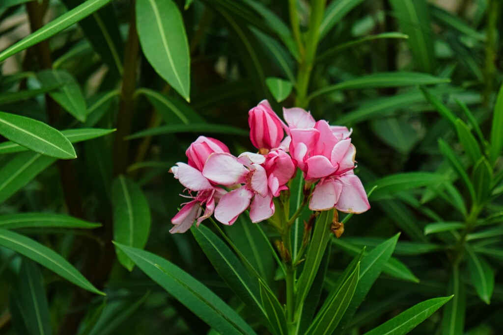 7 28 Pink Oleander by sandlily