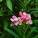 7 28 Pink Oleander by sandlily