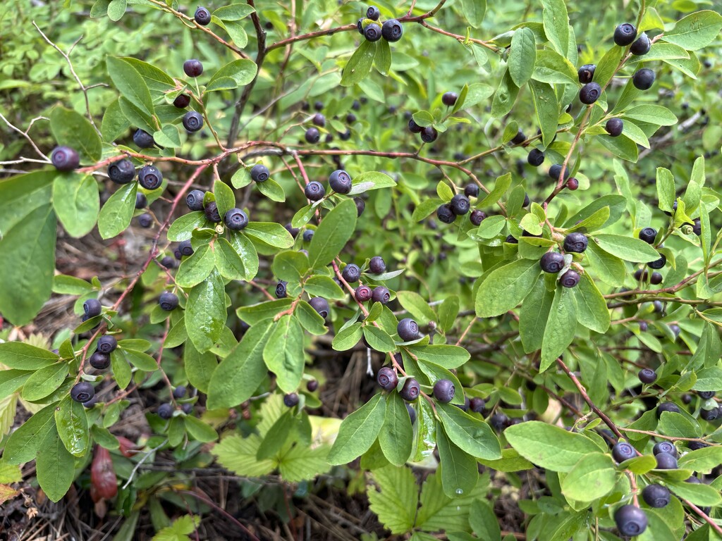 Lots of huckleberries by pirish