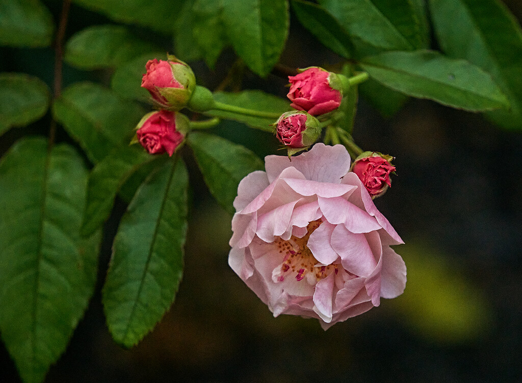 More Tiny Roses by gardencat