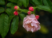 29th Jul 2024 - More Tiny Roses