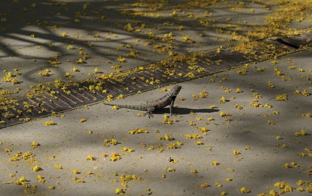 sagebrush lizard by blueberry1222