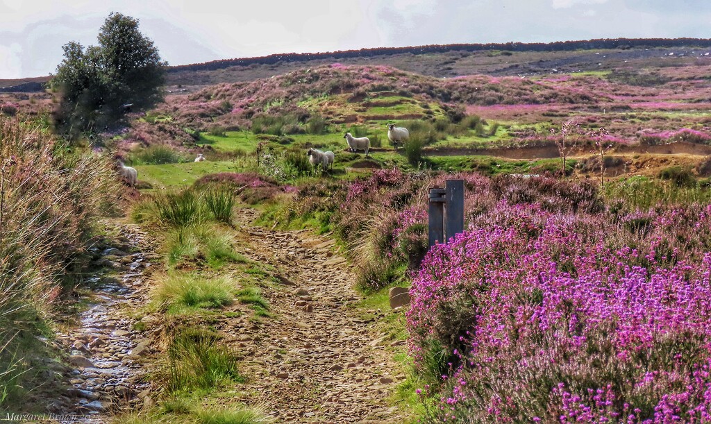 Commondale Moor by craftymeg