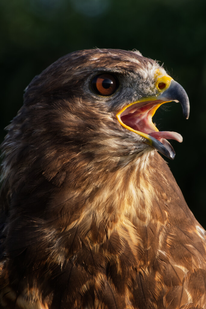 Buzzard by 30pics4jackiesdiamond