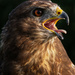 Buzzard by 30pics4jackiesdiamond