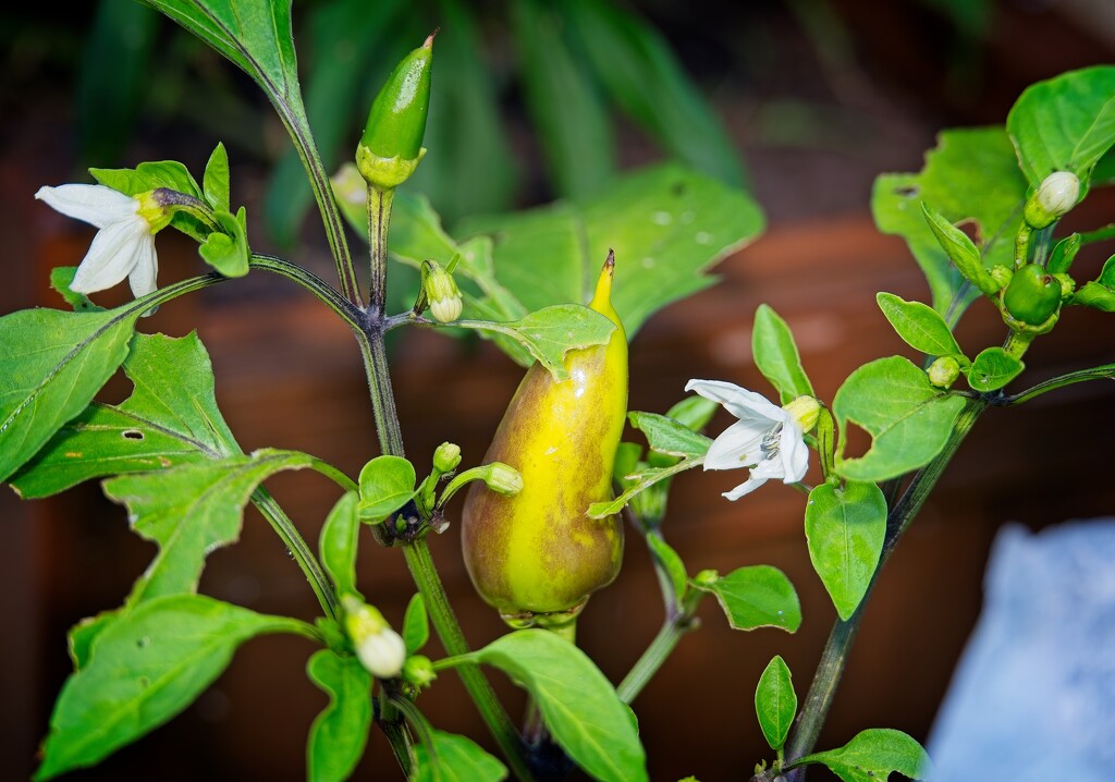 Chillies by billyboy