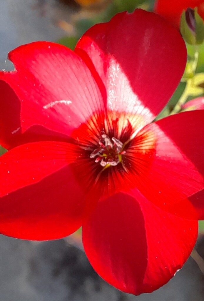 Linum grandiflorum by bagpuss