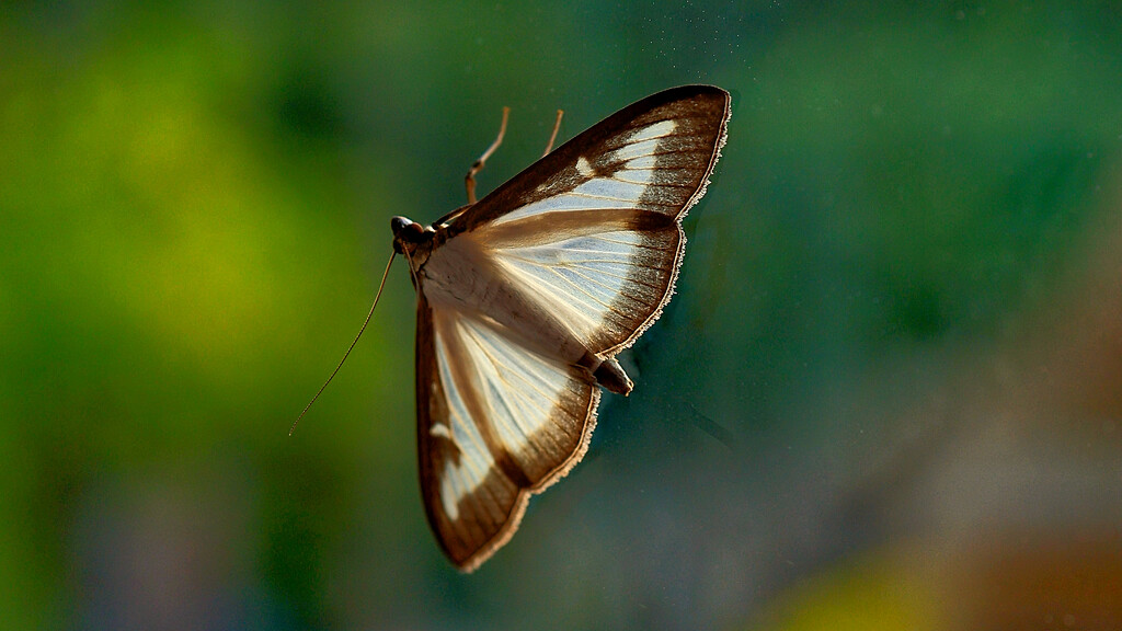 Back lit moth.... by neil_ge