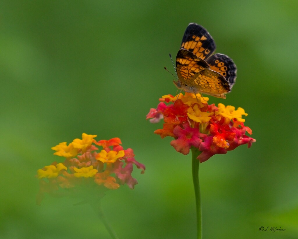 LHG_2497Pearl Crescent by rontu