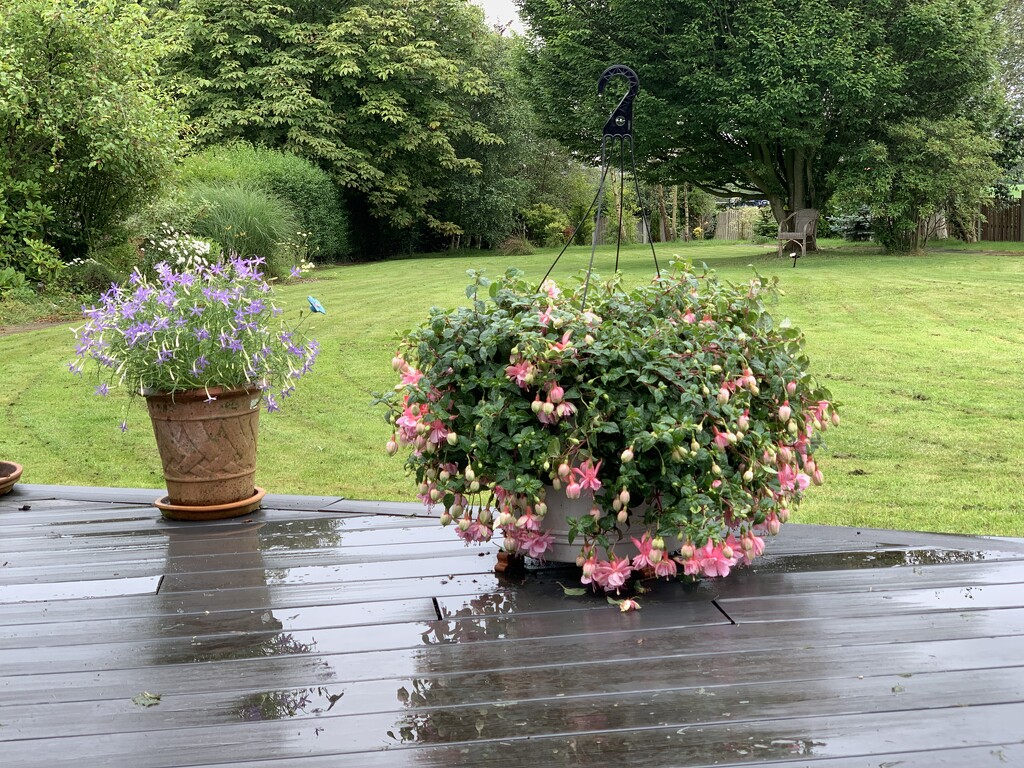 Fuchsia basket by happypat