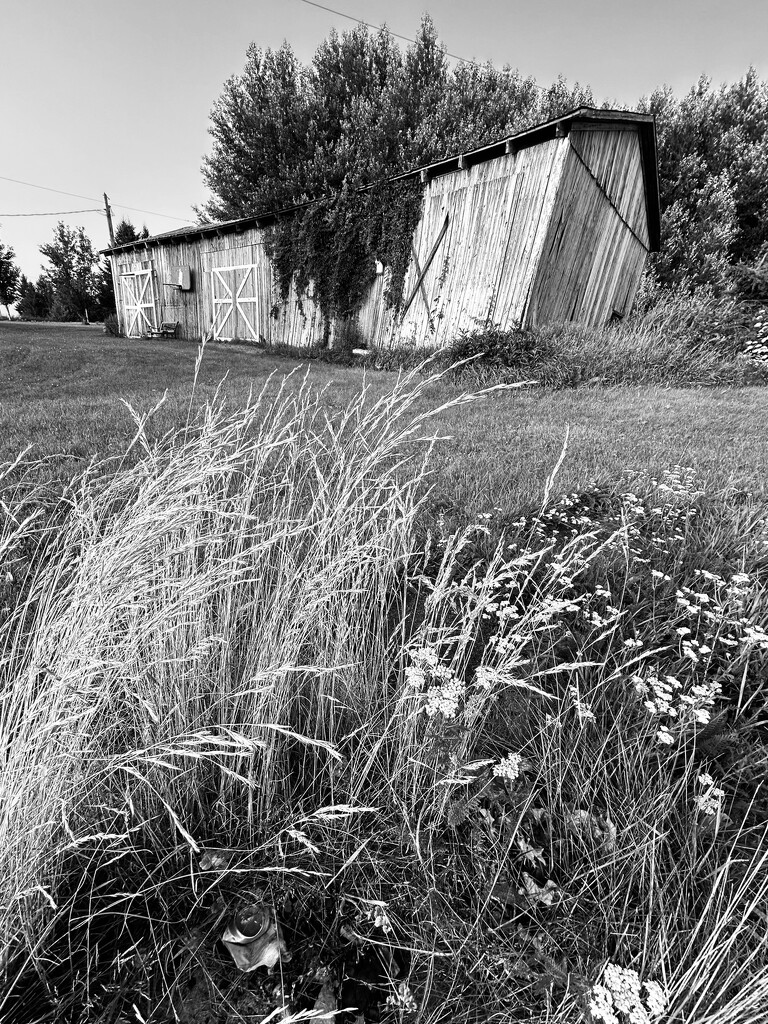 Blowing in the wind by fperrault