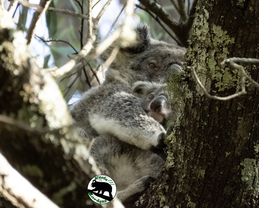 a fine spot to nap by koalagardens