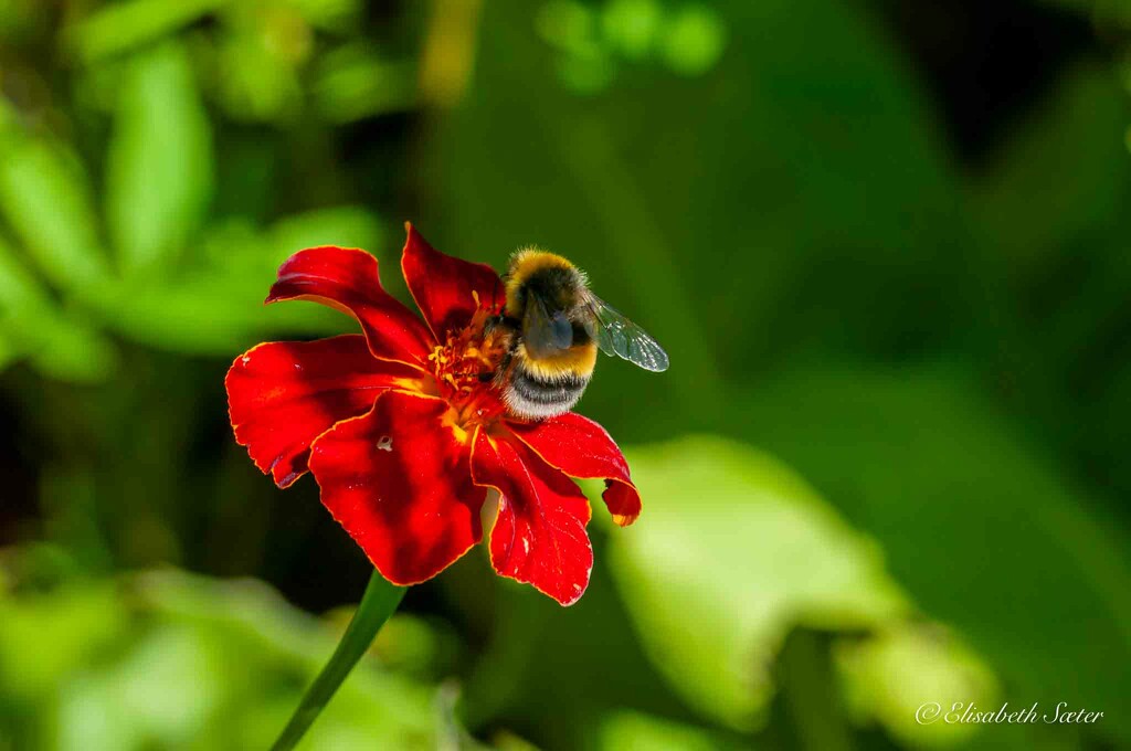 Bumblebee on flower by elisasaeter