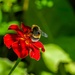 Bumblebee on flower by elisasaeter