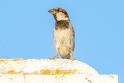 31st Jul 2024 - Just Another House Sparrow...