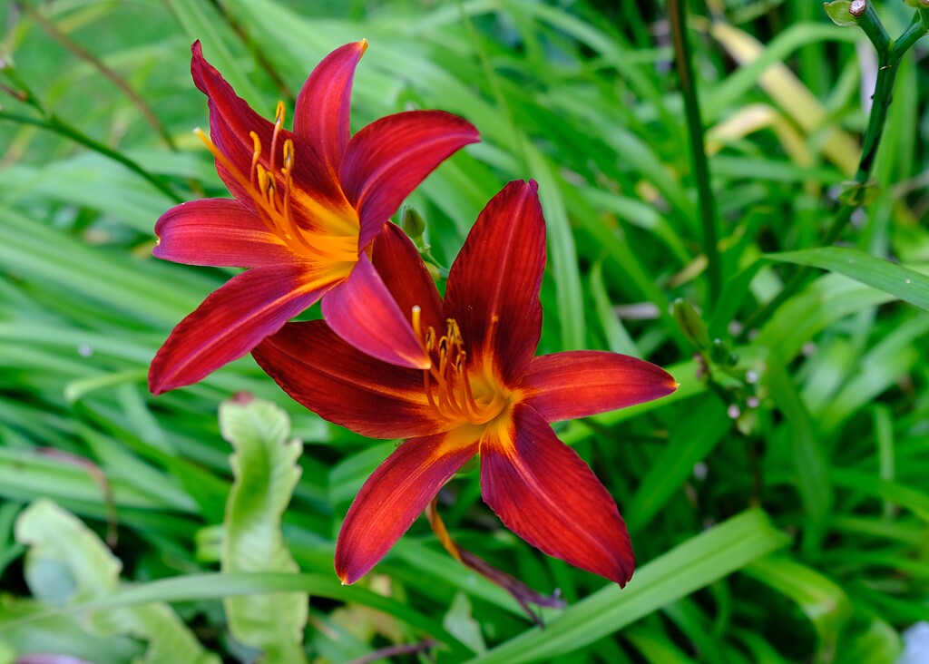 Day Lily by kametty