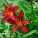 Day Lily by kametty