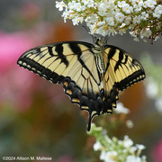 31st Jul 2024 - Feeding Swallowtail