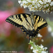 Feeding Swallowtail by falcon11