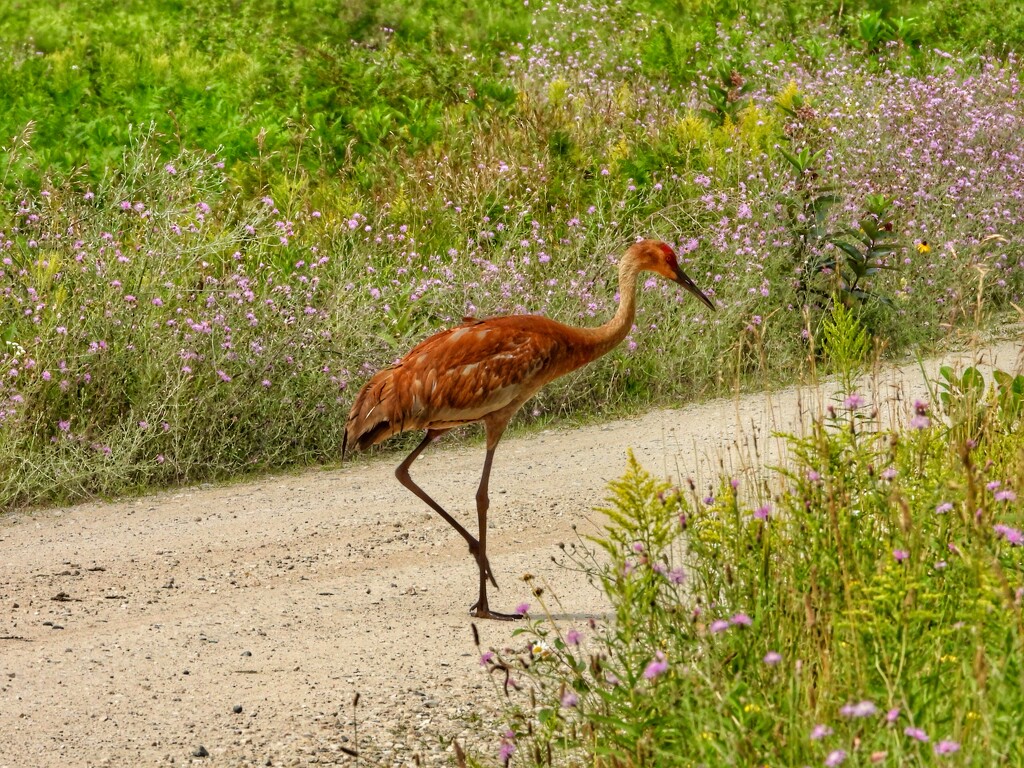 Sandhill crane out & about… by amyk