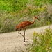 Sandhill crane out & about…