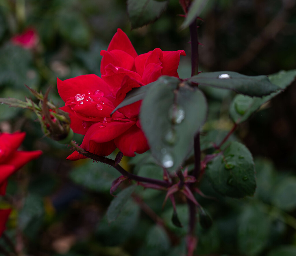 Rose and rain drops by darchibald