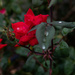 Rose and rain drops by darchibald