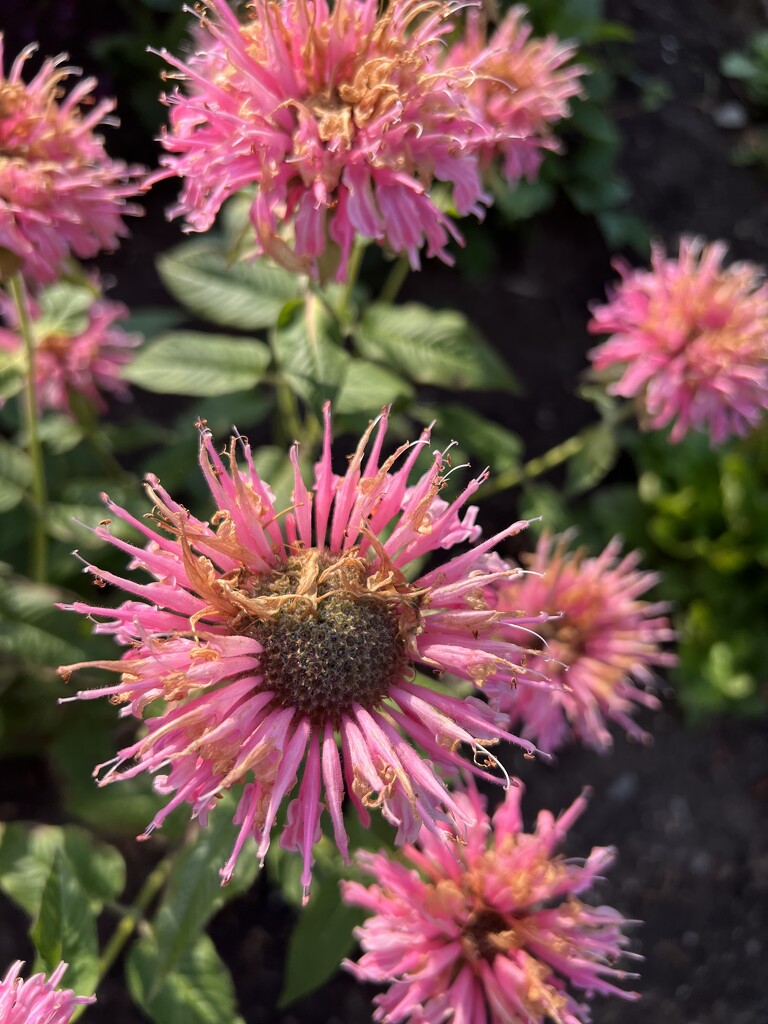 Scarlet Beebalm by radiogirl