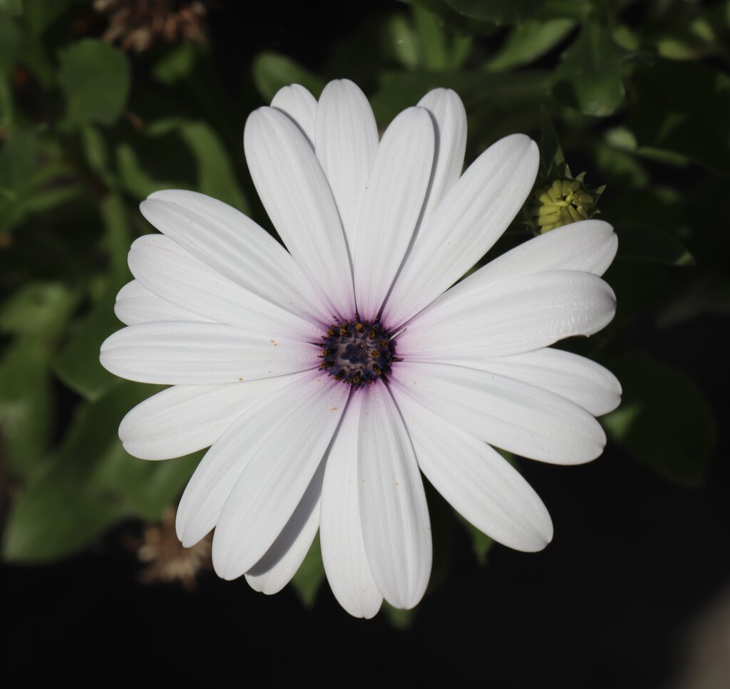 African Daisy? by jeremyccc