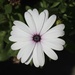 African Daisy? by jeremyccc