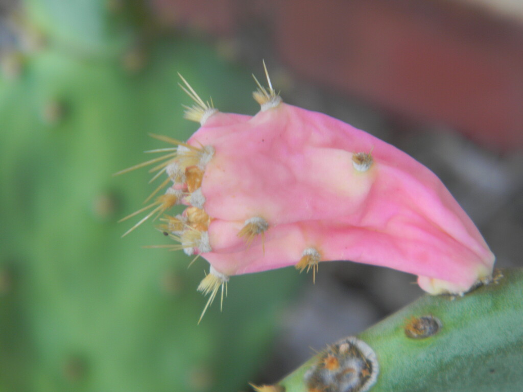 Prickly Pear Cactus Fruit  by sfeldphotos