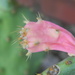 Prickly Pear Cactus Fruit  by sfeldphotos