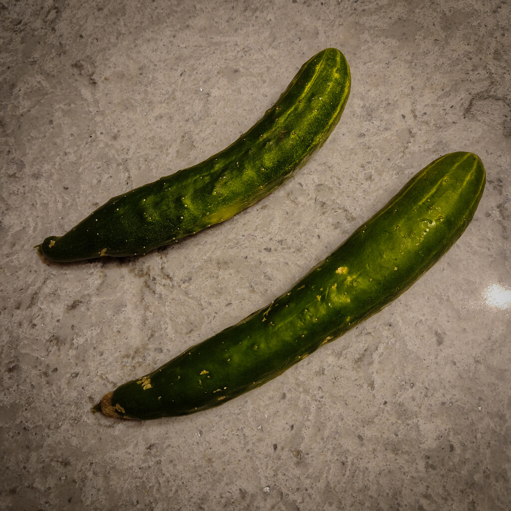 Today's harvest from the allotment  by andyharrisonphotos