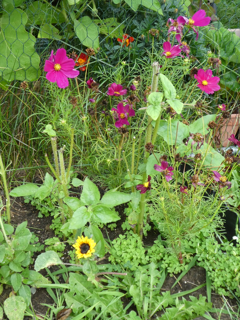 Sharon’s Sunflower surrounded by Cosmos by mtb24