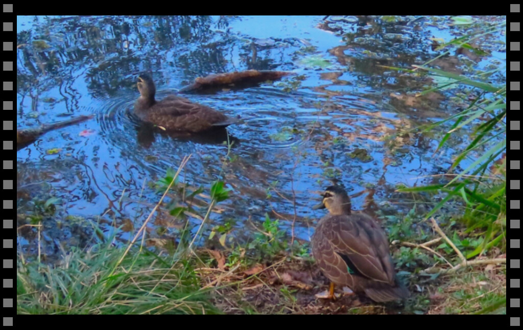 Two Pacific Black Ducks ~  by happysnaps