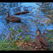 Two Pacific Black Ducks ~  by happysnaps