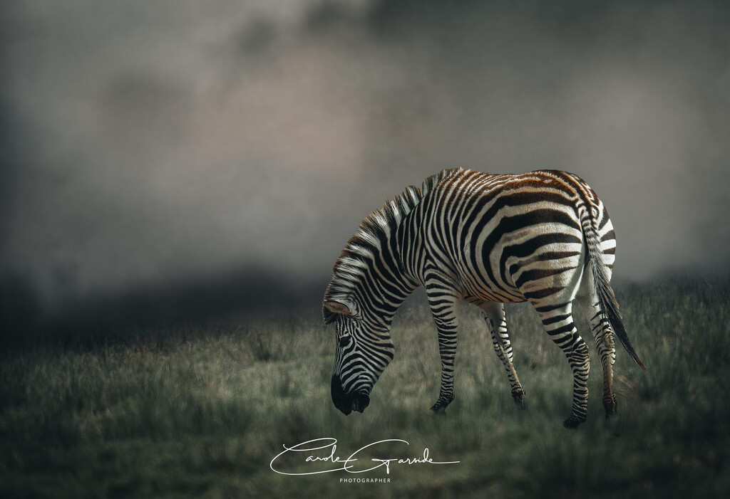 Zebra by yorkshirekiwi