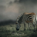 Zebra by yorkshirekiwi