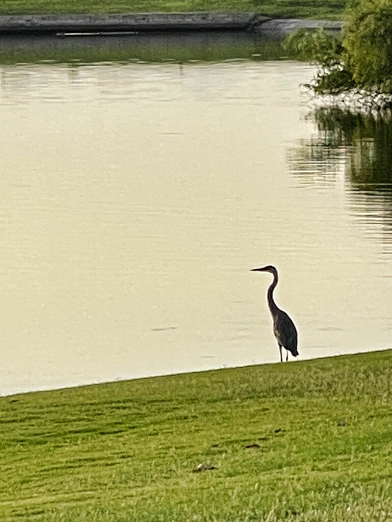 7 29 Great Blue Heron by sandlily