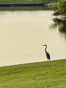 29th Jul 2024 - 7 29 Great Blue Heron