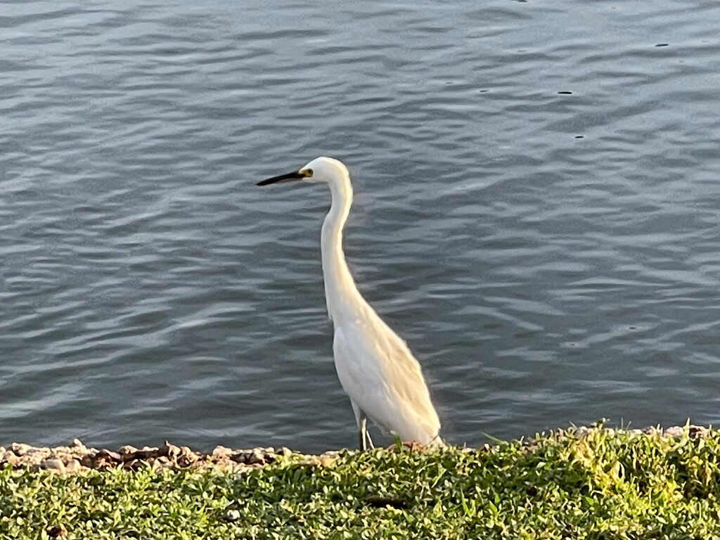 7 29 Snowy Egret by sandlily