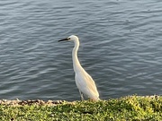 29th Jul 2024 - 7 29 Snowy Egret