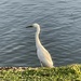 7 29 Snowy Egret by sandlily