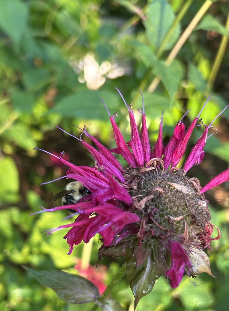 Pollinators are cleaning up by mltrotter