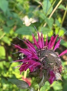 31st Jul 2024 - Pollinators are cleaning up