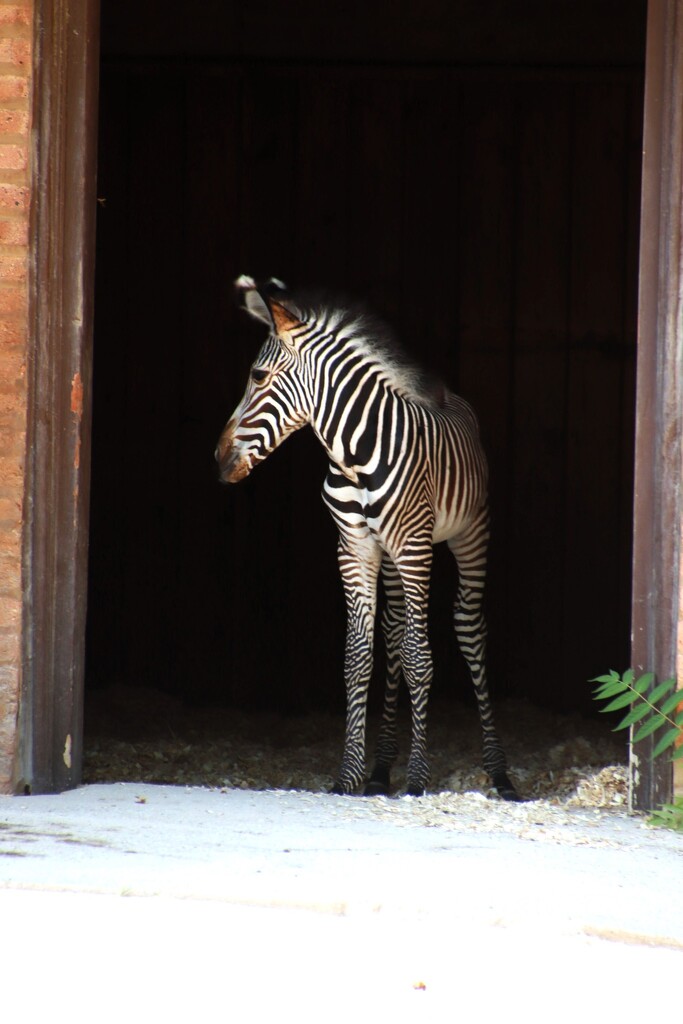 4 Day Old Zebra by randy23