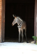 21st Jul 2024 - 4 Day Old Zebra