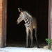 4 Day Old Zebra by randy23