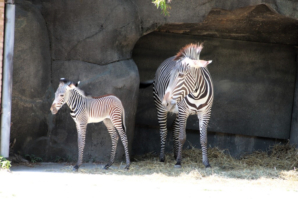 Baby Zebra by randy23